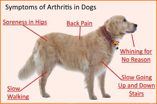 CBD for Dogs with Joint Pain